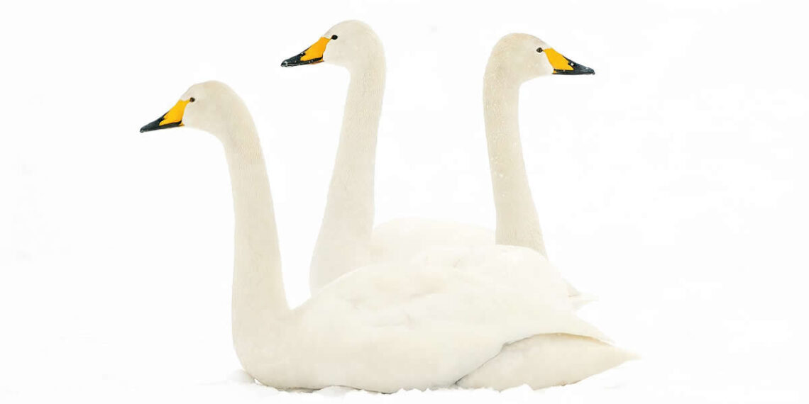 Gurushots Mostly White Winners Photo Challenge