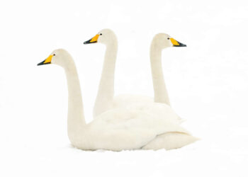 Gurushots Mostly White Winners Photo Challenge