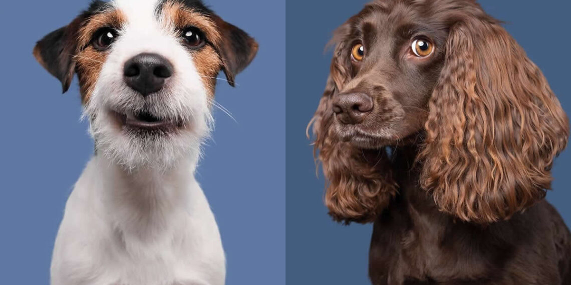 Hilarious Dog Portraits by Elke Vogelsang That Are Pure Joy