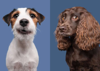 Hilarious Dog Portraits by Elke Vogelsang That Are Pure Joy