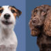 25 Hilarious Dog Portraits by Elke Vogelsang That Are Pure Joy 95 Hilarious Dog Portraits by Elke Vogelsang That Are Pure Joy
