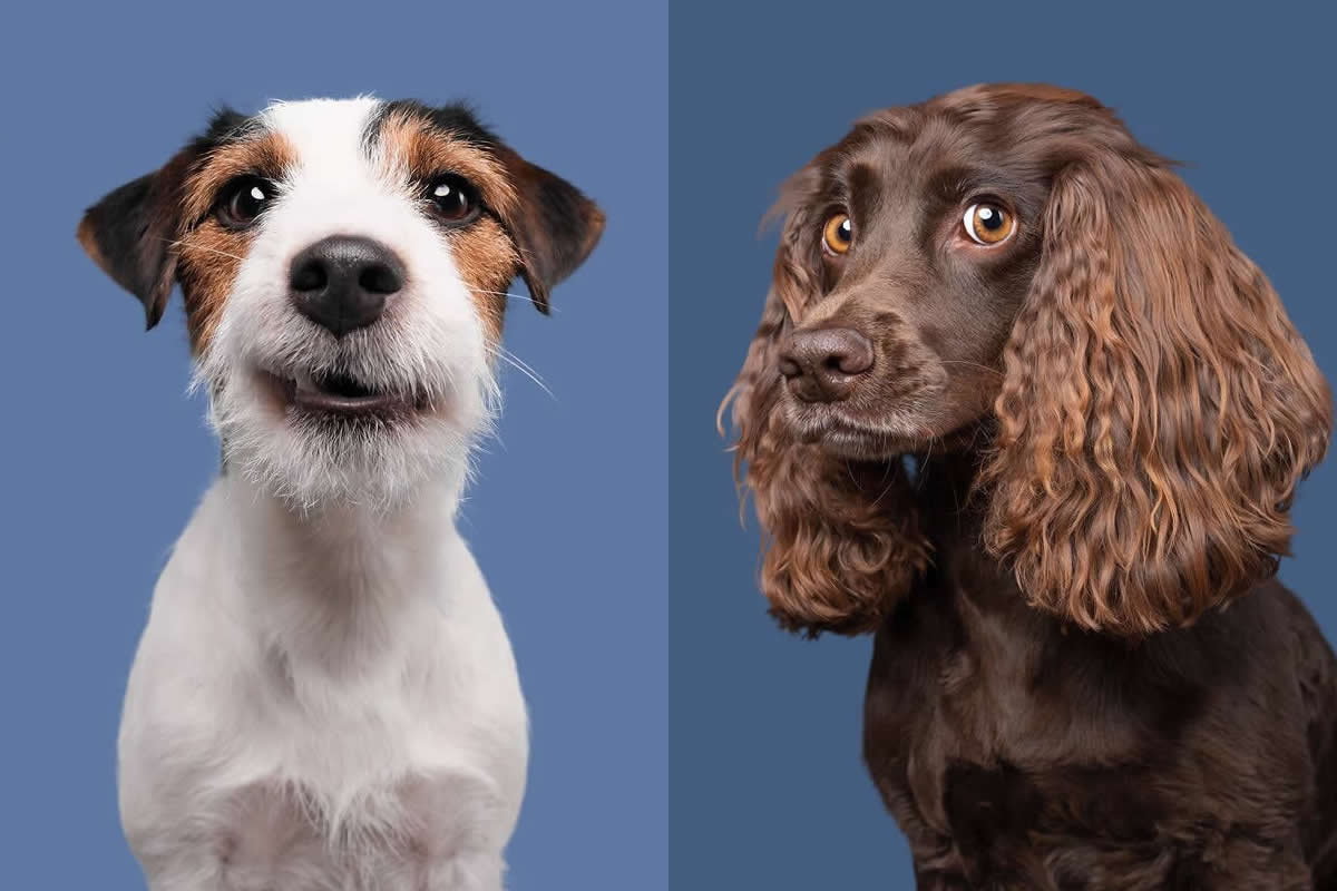 25 Hilarious Dog Portraits by Elke Vogelsang That Are Pure Joy