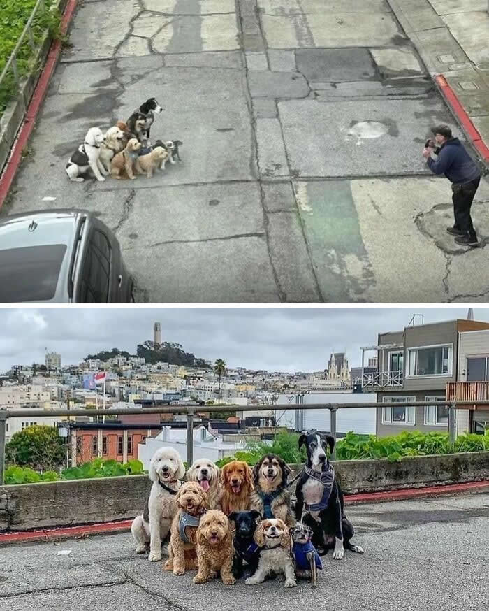 Sit. Stay. Vogue.  - Hilarious Dog Photos Brighten Your Day