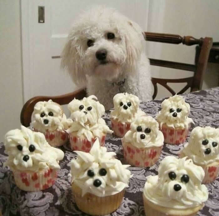 The Cupcake Impawster - Hilarious Dog Photos Brighten Your Day