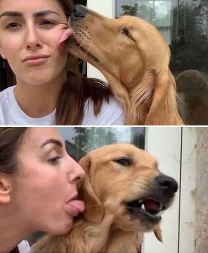 Tongue Treaty Violated - Hilarious Dog Photos Brighten Your Day
