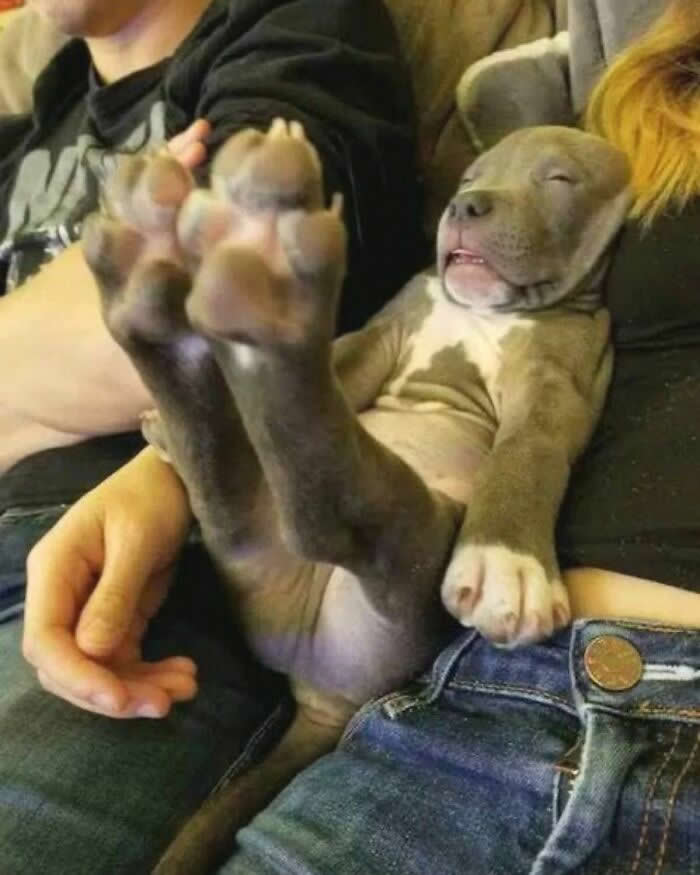  Paws Up - Hilarious Dog Photos Brighten Your Day