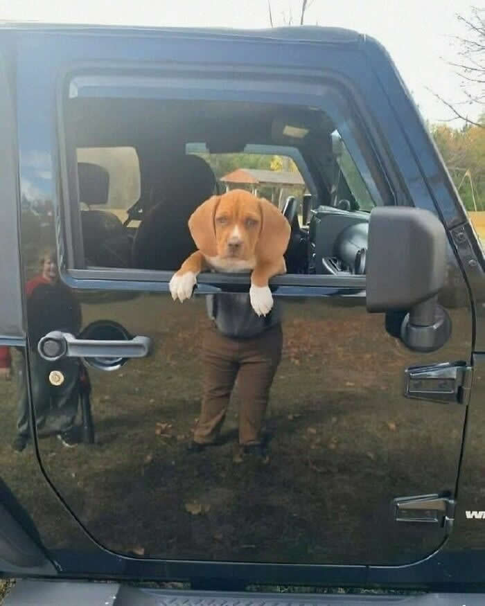 Drive-Thru Pup Pending - Hilarious Dog Photos Brighten Your Day