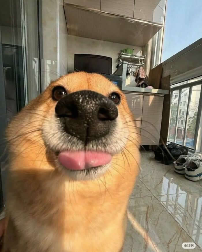 Professional Nose Model - Hilarious Dog Photos Brighten Your Day