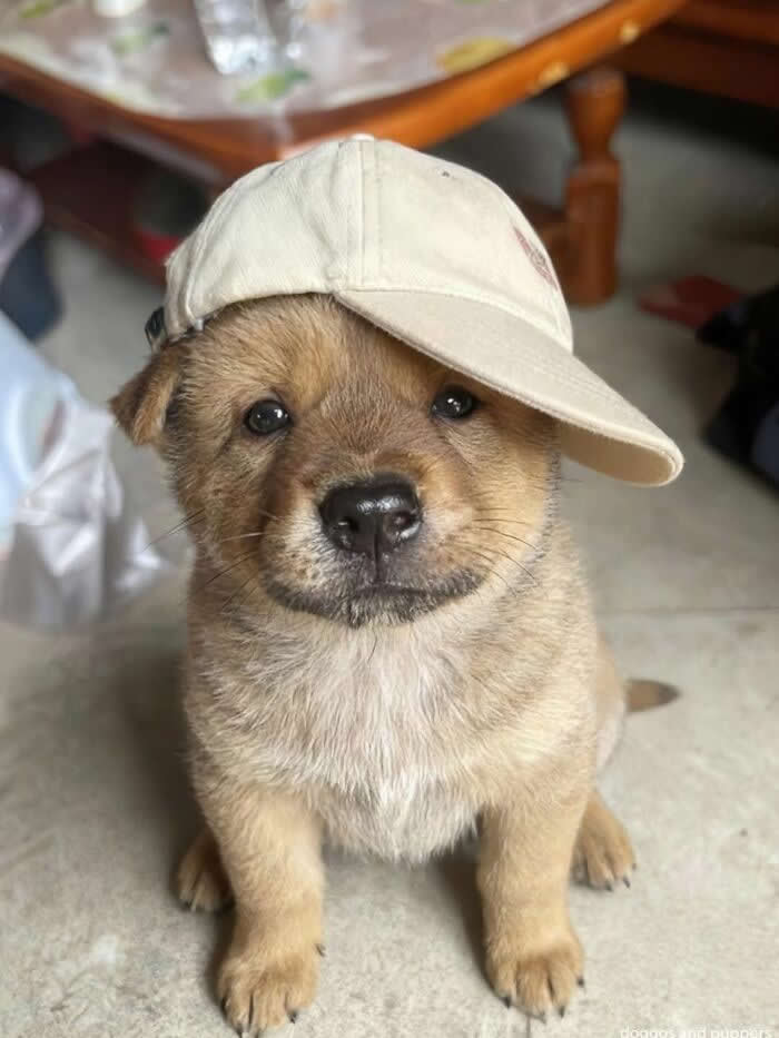 Streetwear, But Make It Woof - Hilarious Dog Photos Brighten Your Day