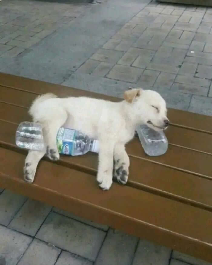  Coma - Hilarious Dog Photos Brighten Your Day