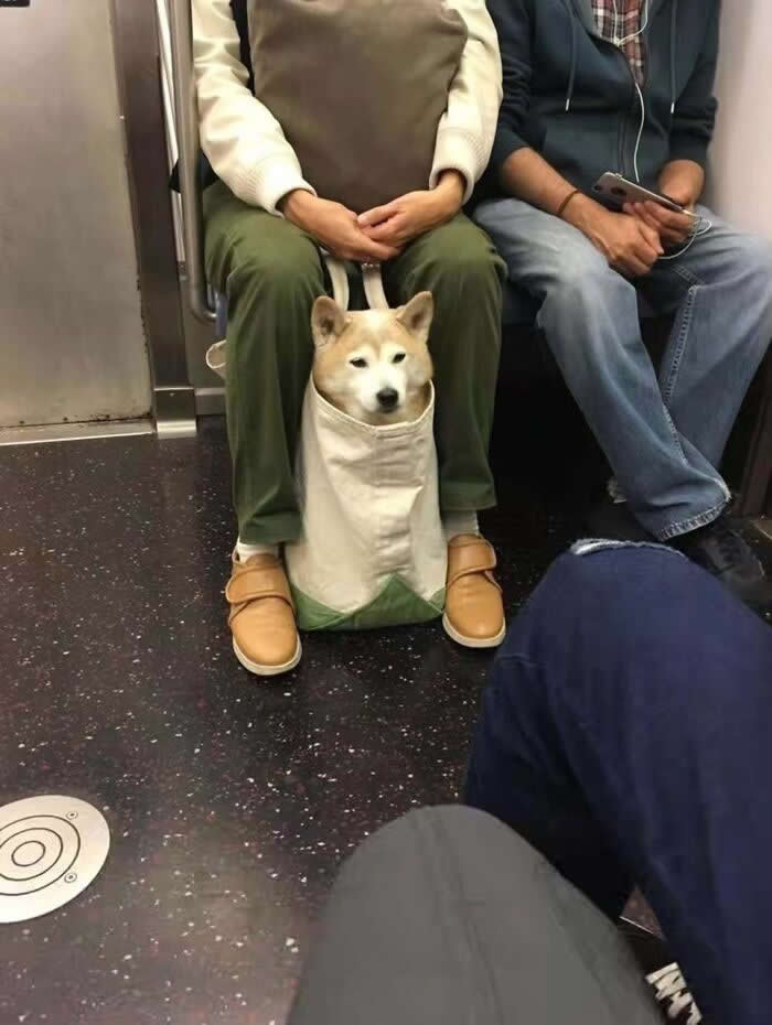 Bagged, But Not Bothered - Hilarious Dog Photos Brighten Your Day