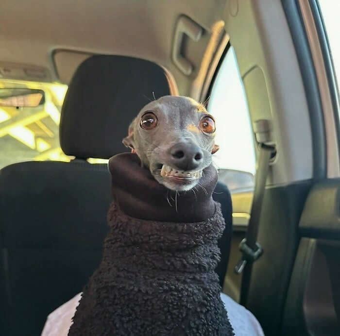 Seatbelt Optional, Attitude Mandatory - Hilarious Dog Photos Brighten Your Day