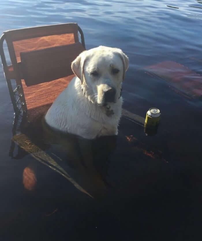 Waterfront Lounge, No Reservations - Hilarious Dog Photos Brighten Your Day