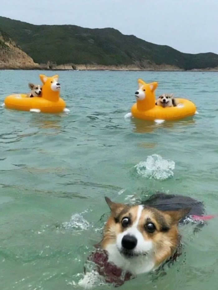 When You’re the Only One Who Can Swim - Hilarious Dog Photos Brighten Your Day