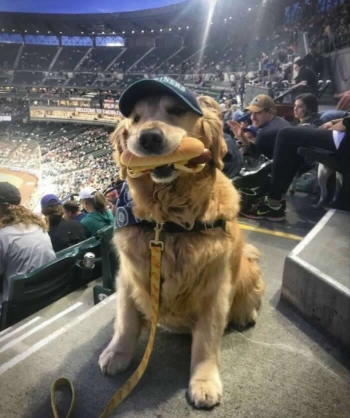  Most Valuable Pup - Hilarious Dog Photos Brighten Your Day