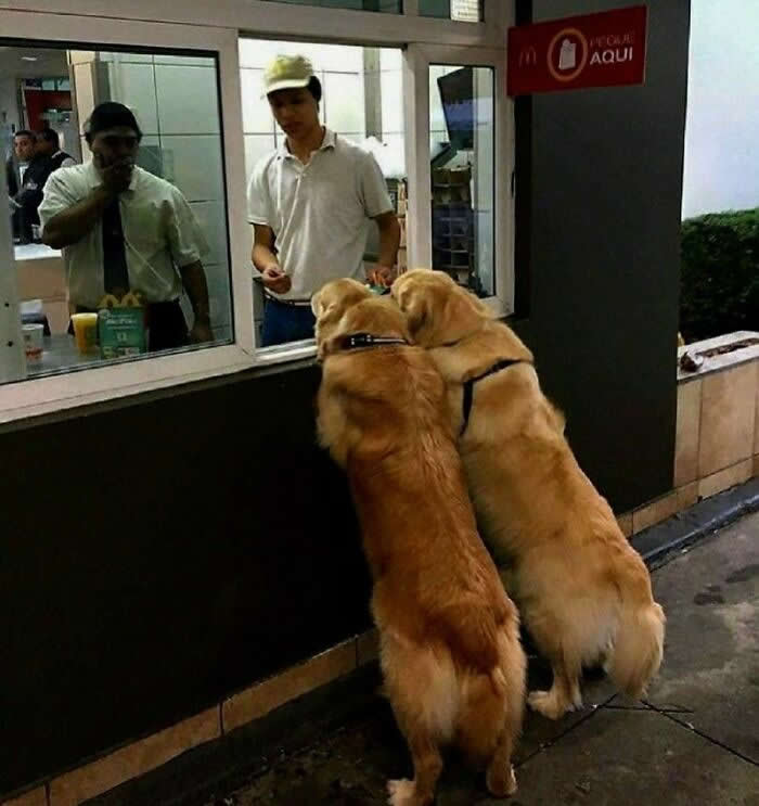 Two Dogs, One Order - Hilarious Dog Photos Brighten Your Day