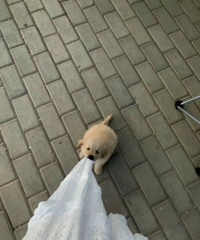 Excuse Me, You’re Coming Home With Me - Hilarious Dog Photos Brighten Your Day