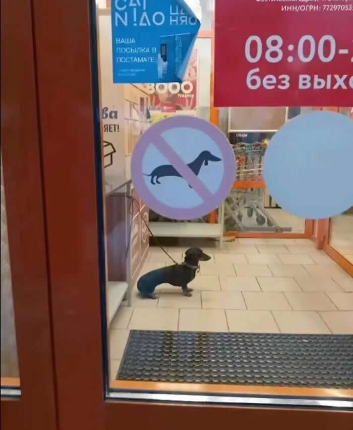 Technically, I’m Not That Dog - Hilarious Dog Photos Brighten Your Day