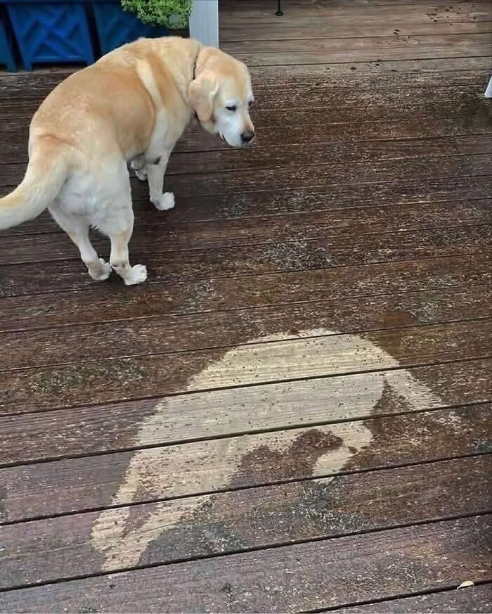 Caught by My Own Reflection - Hilarious Dog Photos Brighten Your Day