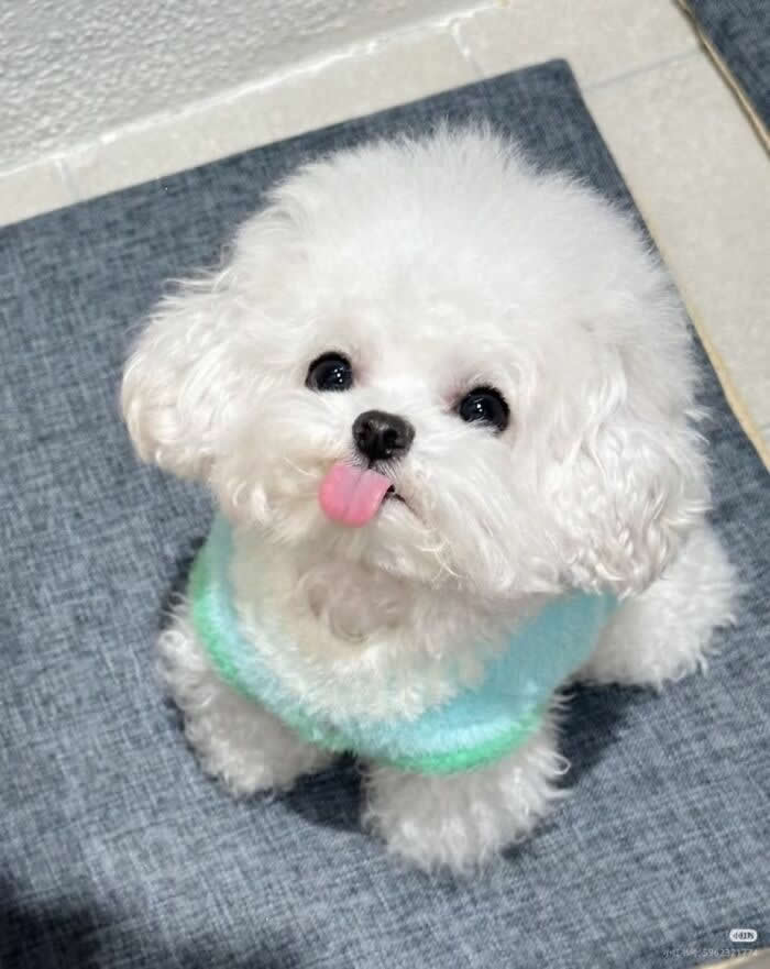 Bleh, But Make It Cute - Hilarious Dog Photos Brighten Your Day