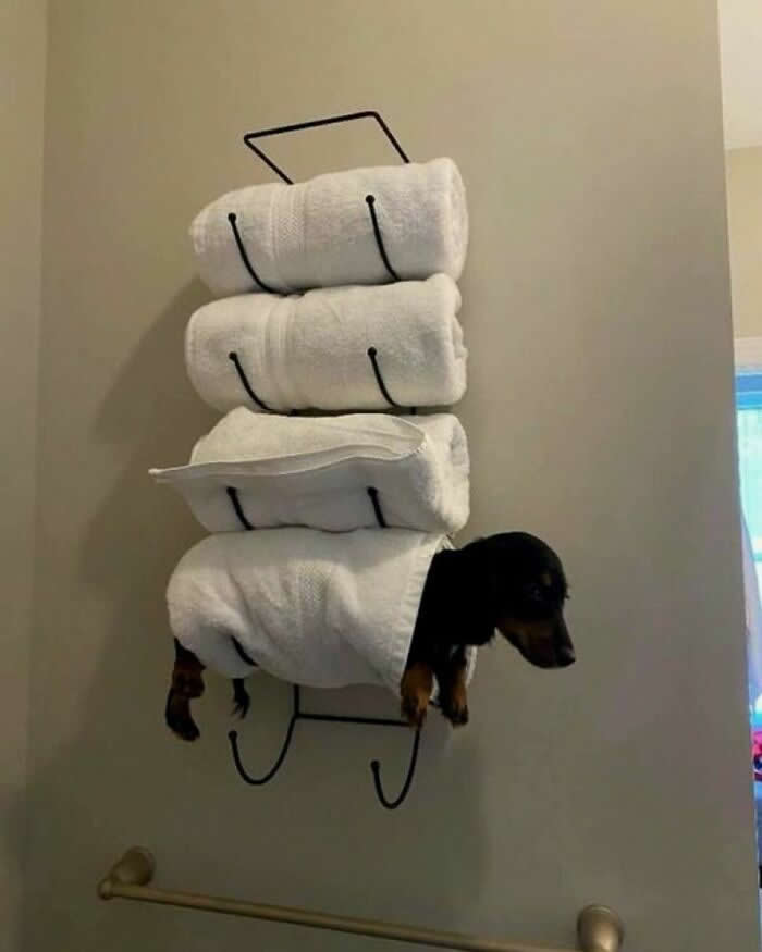 Five-Star Spa, One-Star Dignity - Hilarious Dog Photos Brighten Your Day