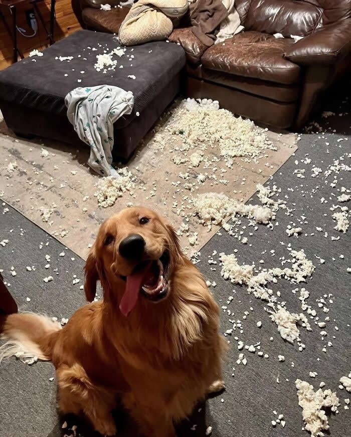 The Great Couch Snowstorm Incident - Hilarious Dog Photos Brighten Your Day