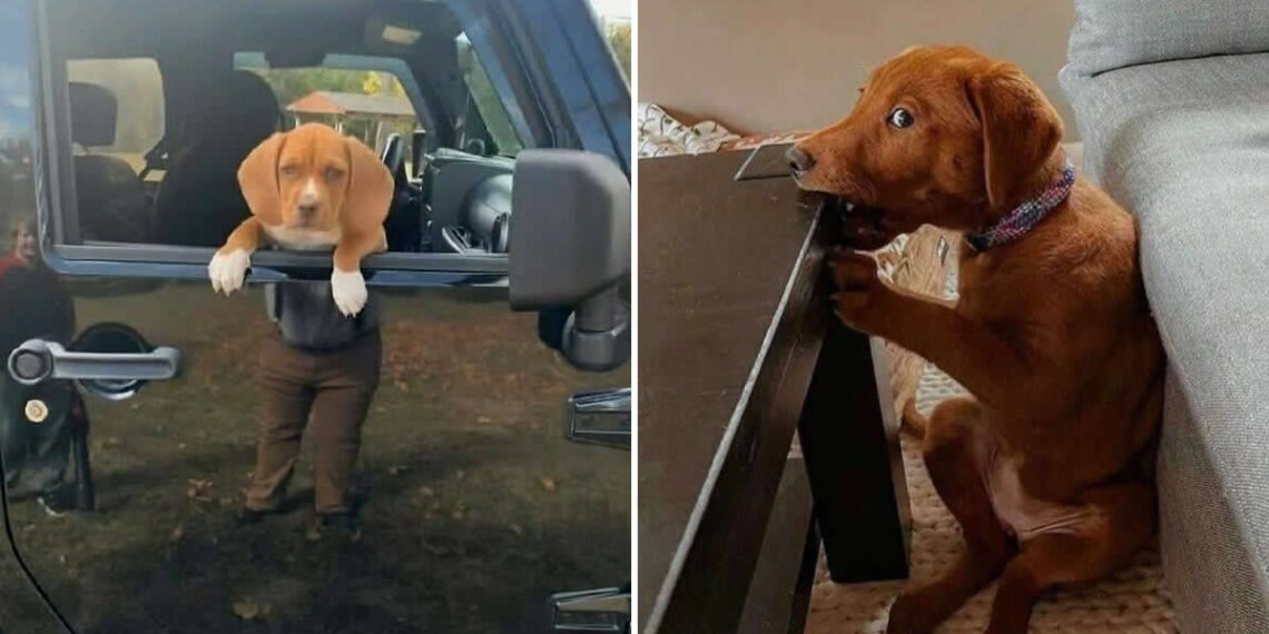 Hilarious Dog Photos Brighten Your Day