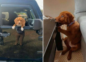 Hilarious Dog Photos Brighten Your Day