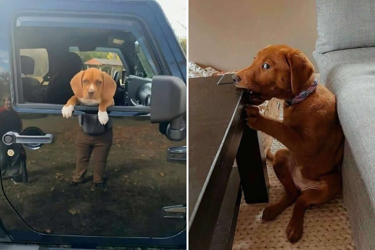 30 Hilariously Irresistible Dog Moments That Will Instantly Brighten Your Day