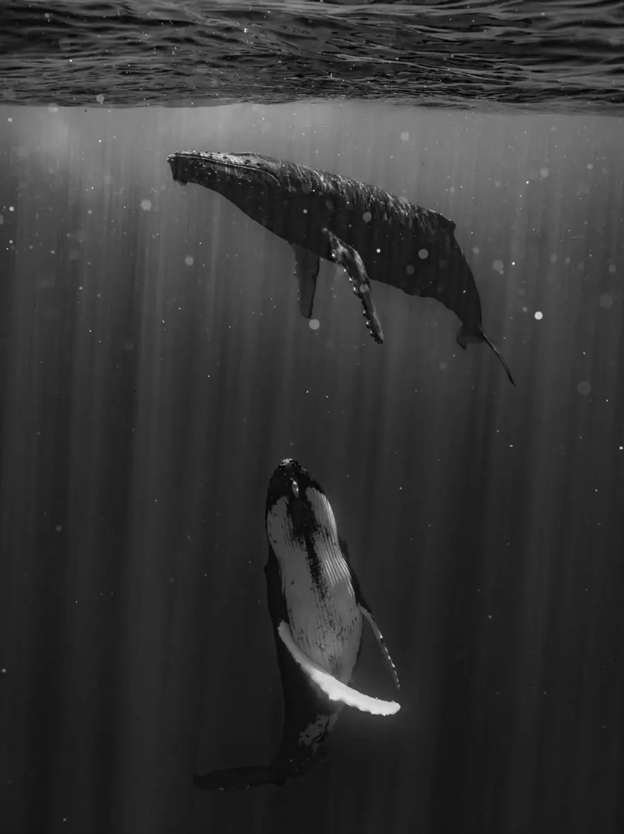 "Silent Ascent" by Andrea Tunbridge - Irys Photos Leica Sponsored