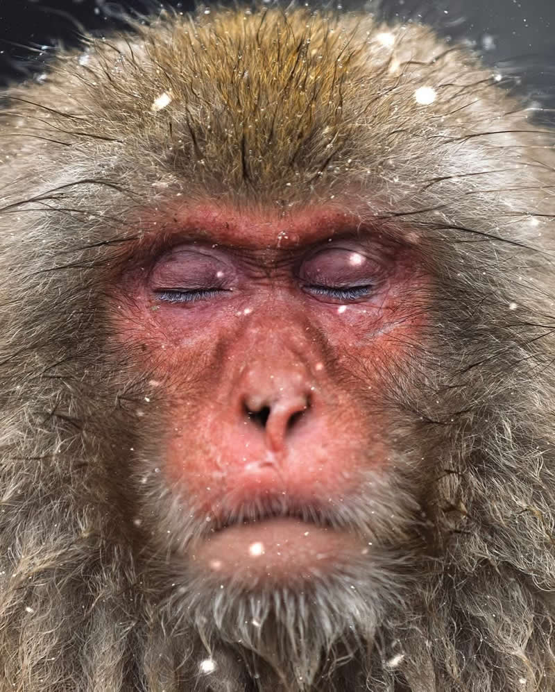 Japan Monkeys Snowfall in Jigokudani Springs Captured by Tapan Sheth