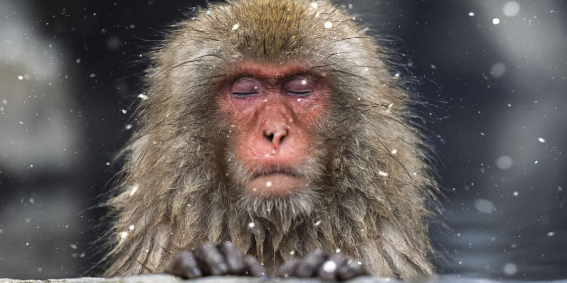 Japan Monkeys Snowfall in Jigokudani Springs Captured by Tapan Sheth