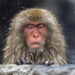 Japan Monkeys Snowfall in Jigokudani Springs Captured by Tapan Sheth