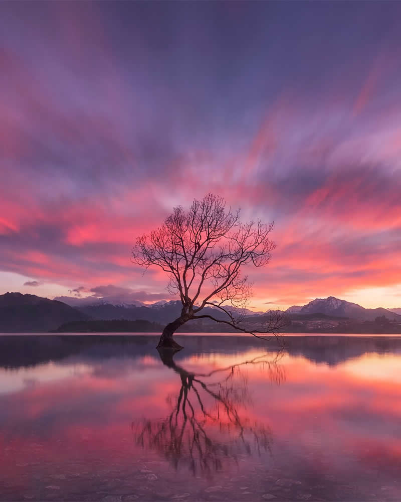 Wanaka Tree - Landscape Photography by Timothy Poulton