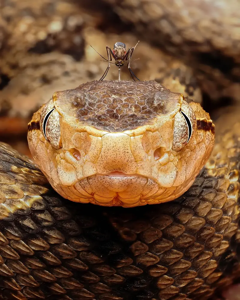 Bothrops asper - Macro Photography by Maceo and Andrea