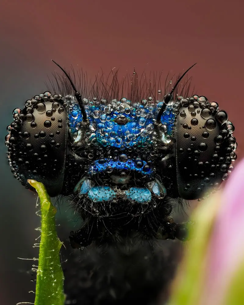 Banded Demoiselle (Calopteryx splendens) - Macro Photography by Maceo and Andrea