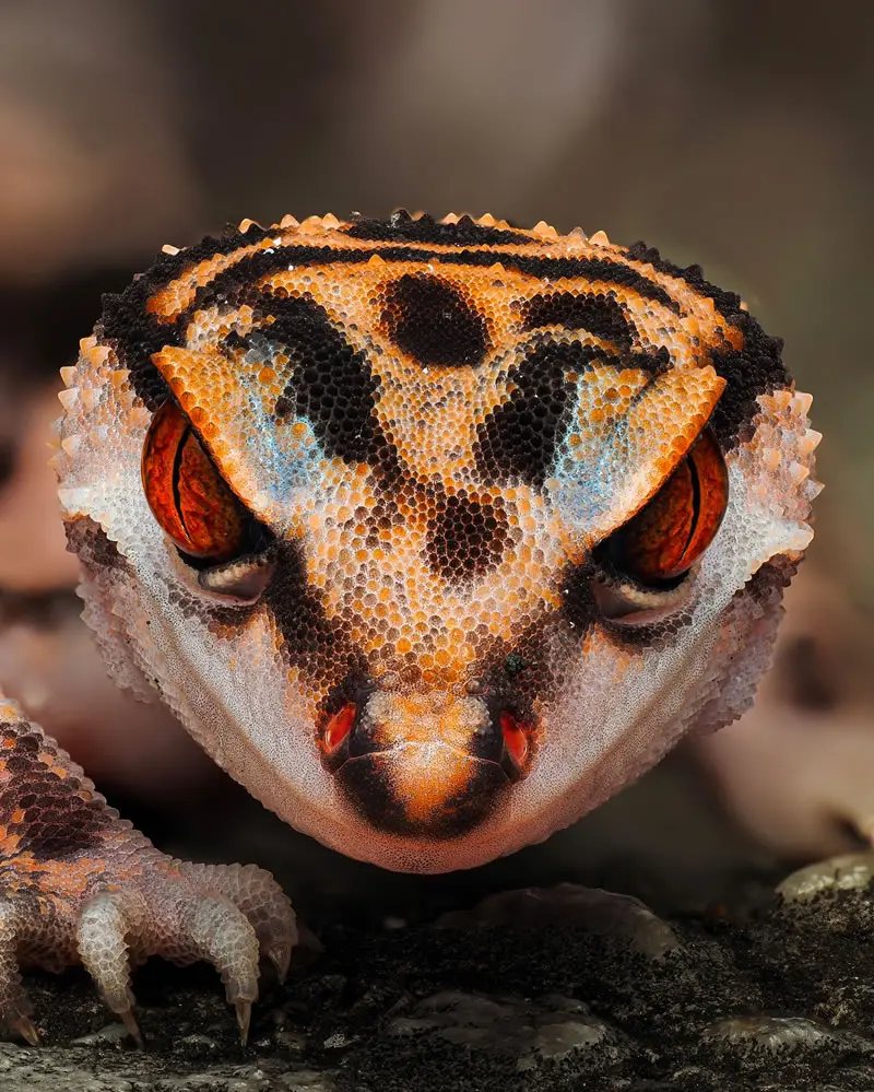 Goniurosaurus sengokui - Macro Photography by Maceo and Andrea