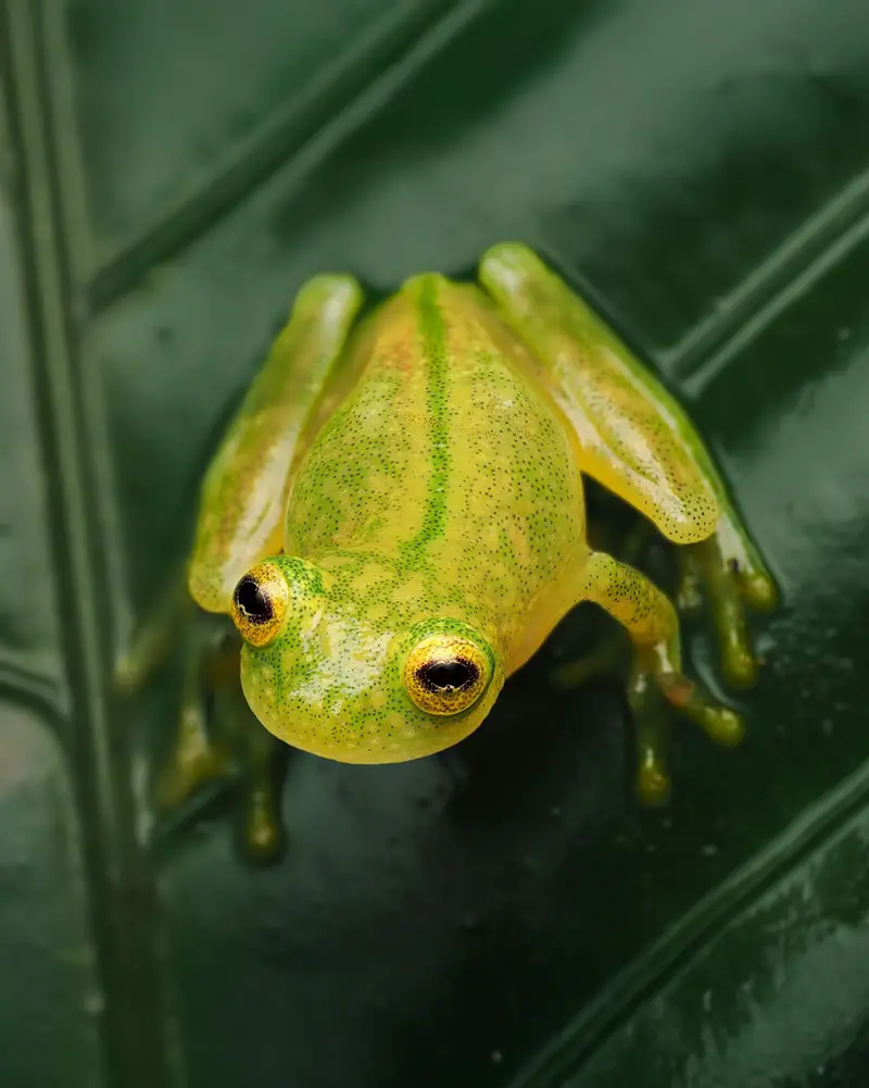 Hyalinobatrachium vireovittatum (Green-striped Glass Frog) - Macro Photography by Maceo and Andrea