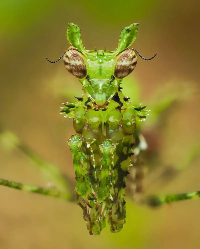 Haania lobiceps - Macro Photography by Maceo and Andrea