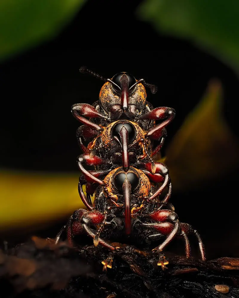 Marshallius nigrofasciatus (Weevil) - Macro Photography by Maceo and Andrea
