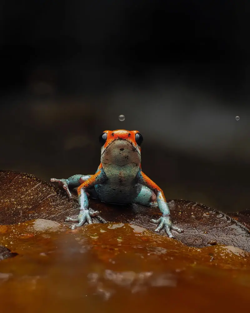 Oophaga Granulifera - Macro Photography by Maceo and Andrea