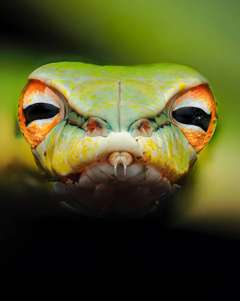 Ahaetulla mycterizans (Vine Snake) - Macro Photography by Maceo and Andrea