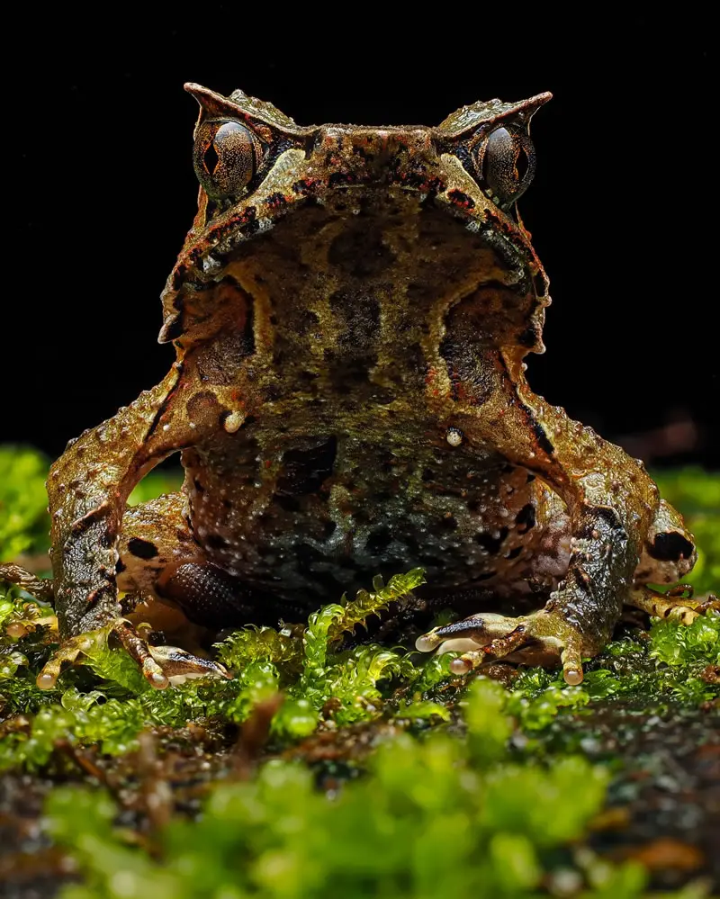 Megophrys montana (Horned Frog) - Macro Photography by Maceo and Andrea