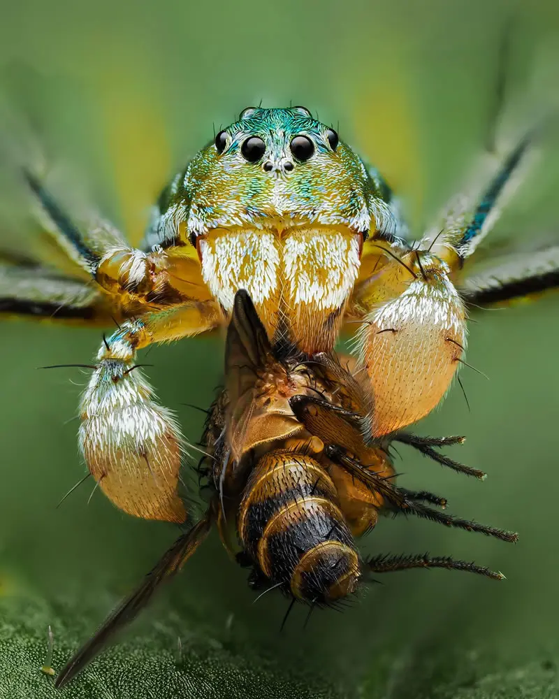 Hamadruas sp.  - Macro Photography by Maceo and Andrea