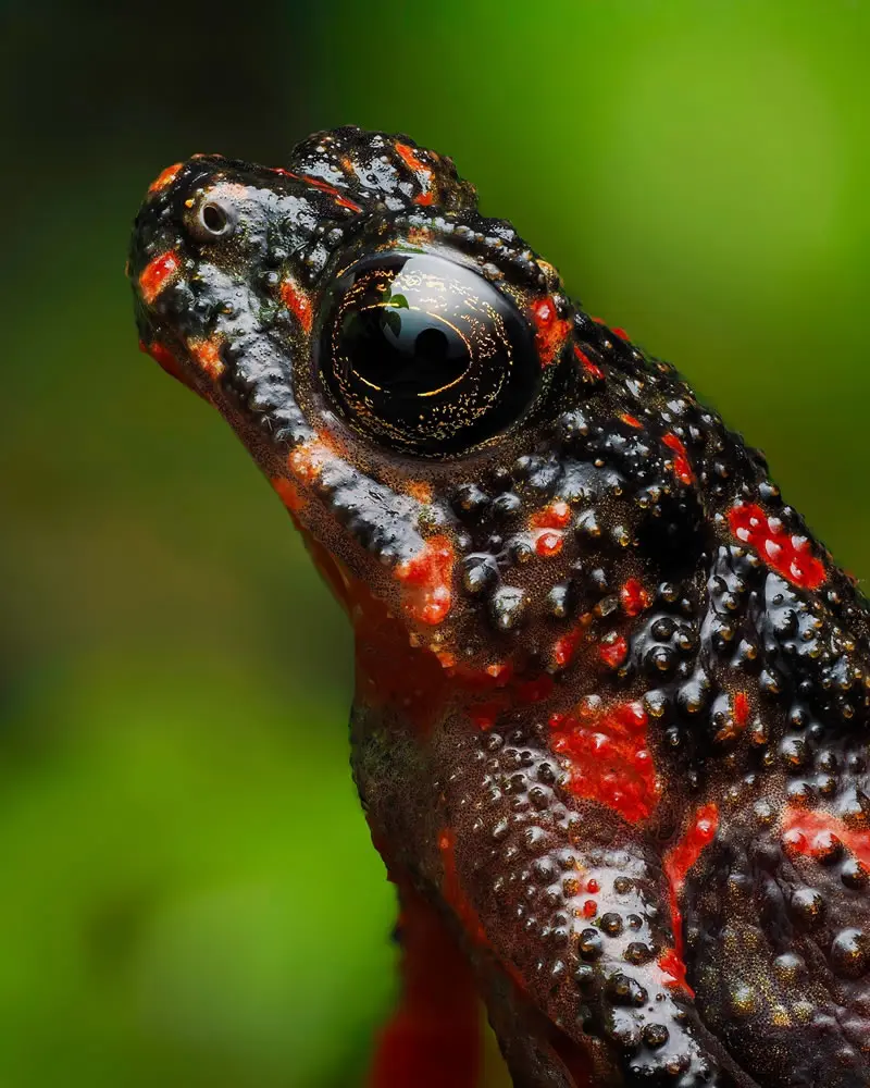 Leptophryne cruentata - Macro Photography by Maceo and Andrea