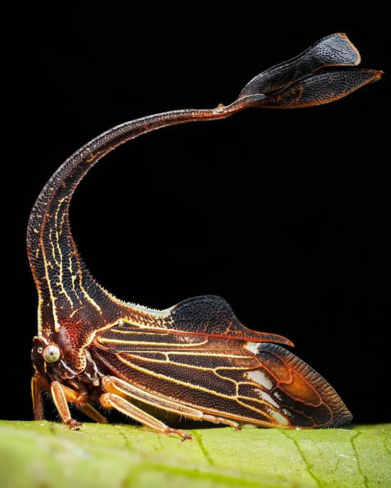 Pyrgauchenia sp. - Macro Photography by Maceo and Andrea