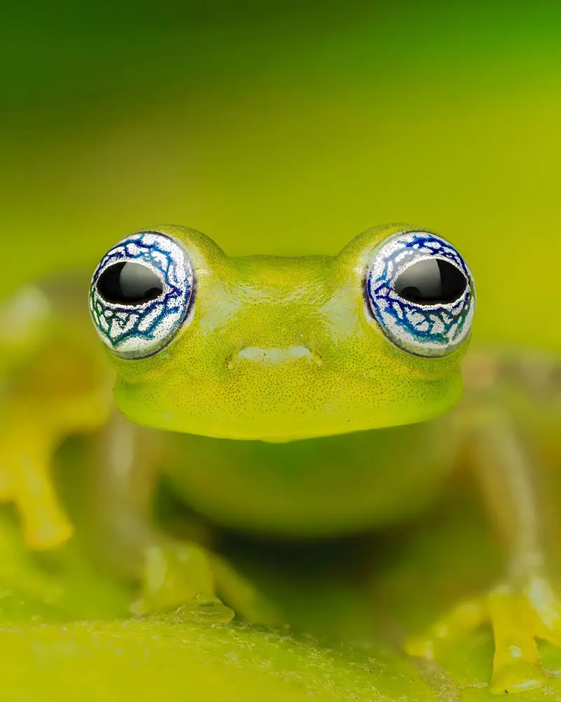 Sachatamia ilex - Macro Photography by Maceo and Andrea