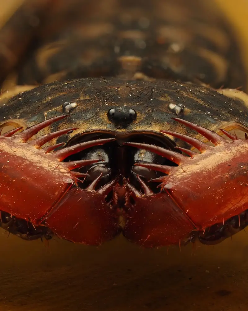 Paraphrynus laevifrons - Macro Photography by Maceo and Andrea