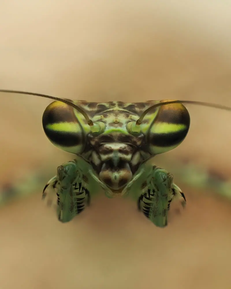 Liturgusa krattorum - Macro Photography by Maceo and Andrea