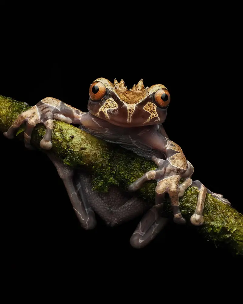 Triprion spinosus / Crowned Tree Frog - Macro Photography by Maceo and Andrea